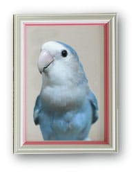 ピンク